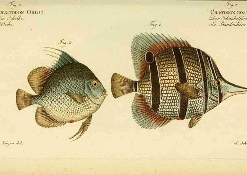 Reproducción/Reproduction 49825466673: D. Marcus Elieser Bloch's, ausübenden Arztes zu Berlin ... Oeconomische Naturgeschichte der Fische Deutschlands .... Berlin :Auf Kosten des Verfassers und in Commission bei dem Buchhändler Hr. Hesse,1782-1795.. 