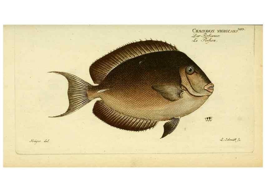 Reproducción/Reproduction 49825999731: D. Marcus Elieser Bloch's, ausübenden Arztes zu Berlin ... Oeconomische Naturgeschichte der Fische Deutschlands .... Berlin :Auf Kosten des Verfassers und in Commission bei dem Buchhändler Hr. Hesse,1782-1795.. 