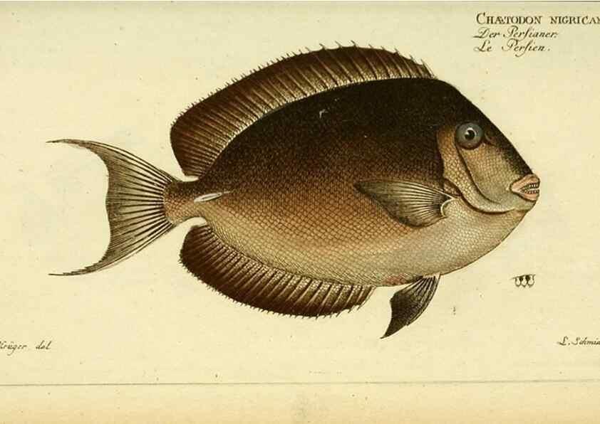 Reproducción/Reproduction 49825999731: D. Marcus Elieser Bloch's, ausübenden Arztes zu Berlin ... Oeconomische Naturgeschichte der Fische Deutschlands .... Berlin :Auf Kosten des Verfassers und in Commission bei dem Buchhändler Hr. Hesse,1782-1795.. 