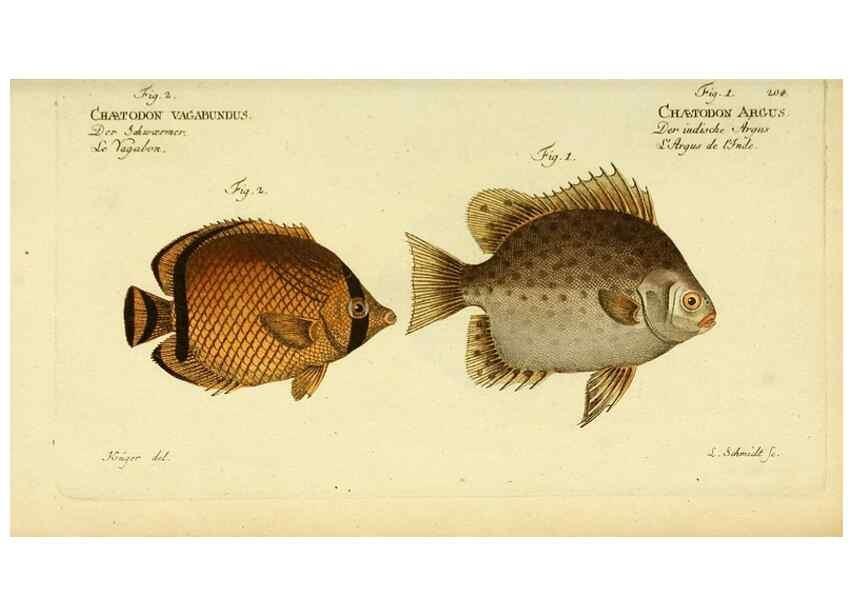Reproducción/Reproduction 49826000136: D. Marcus Elieser Bloch's, ausübenden Arztes zu Berlin ... Oeconomische Naturgeschichte der Fische Deutschlands .... Berlin :Auf Kosten des Verfassers und in Commission bei dem Buchhändler Hr. Hesse,1782-1795.. 