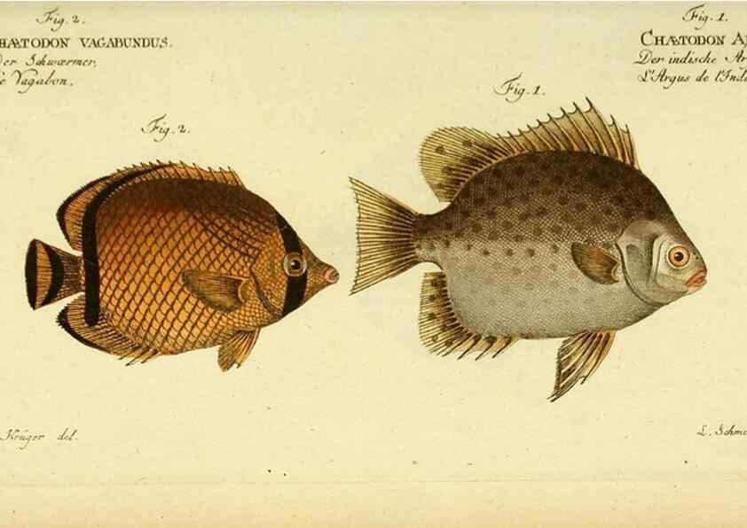 Reproducción/Reproduction 49826000136: D. Marcus Elieser Bloch's, ausübenden Arztes zu Berlin ... Oeconomische Naturgeschichte der Fische Deutschlands .... Berlin :Auf Kosten des Verfassers und in Commission bei dem Buchhändler Hr. Hesse,1782-1795.. 