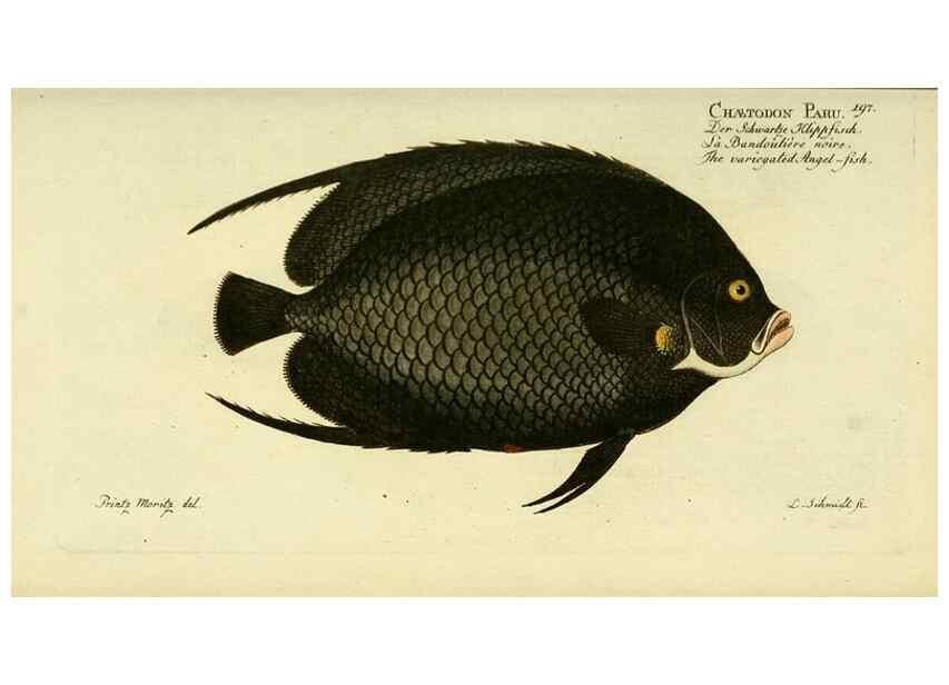 Reproducción/Reproduction 49825464583: D. Marcus Elieser Bloch's, ausübenden Arztes zu Berlin ... Oeconomische Naturgeschichte der Fische Deutschlands .... Berlin :Auf Kosten des Verfassers und in Commission bei dem Buchhändler Hr. Hesse,1782-1795.. 