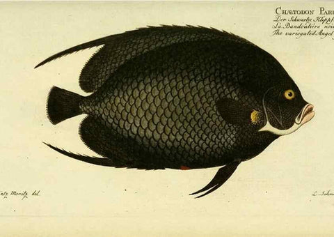 Reproducción/Reproduction 49825464583: D. Marcus Elieser Bloch's, ausübenden Arztes zu Berlin ... Oeconomische Naturgeschichte der Fische Deutschlands .... Berlin :Auf Kosten des Verfassers und in Commission bei dem Buchhändler Hr. Hesse,1782-1795.. 