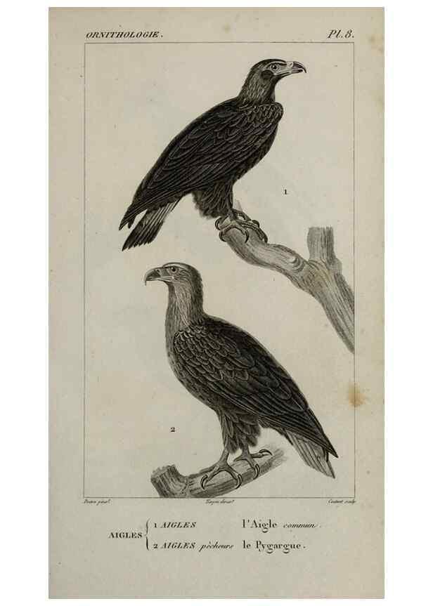 Reproducción/Reproduction 49825828513: Traité d'ornithologie, ou, Tableau méthodique des ordres, sous-ordres, familles, tribus, genres, sous-genres et races d'oiseaux :. Bruxelles :Chez F.G. Levrault ;1831.. 