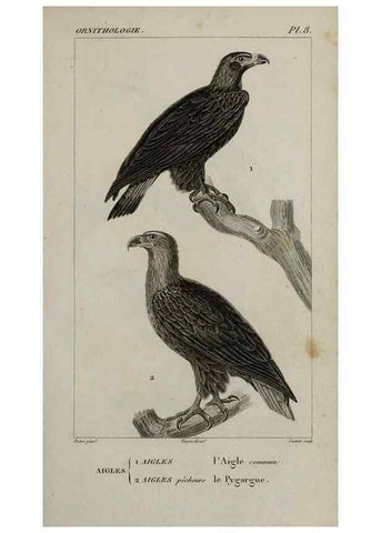 Reproducción/Reproduction 49825828513: Traité d'ornithologie, ou, Tableau méthodique des ordres, sous-ordres, familles, tribus, genres, sous-genres et races d'oiseaux :. Bruxelles :Chez F.G. Levrault ;1831.. 
