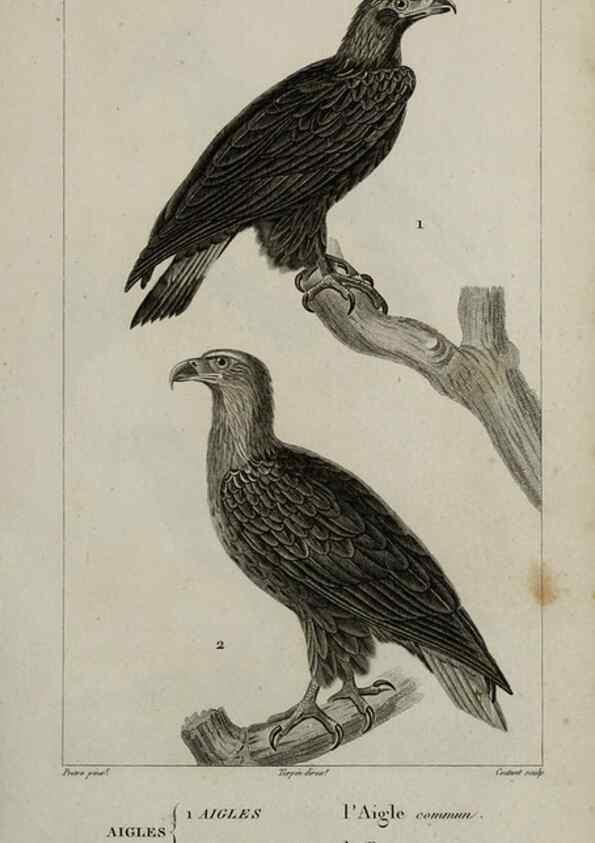 Reproducción/Reproduction 49825828513: Traité d'ornithologie, ou, Tableau méthodique des ordres, sous-ordres, familles, tribus, genres, sous-genres et races d'oiseaux :. Bruxelles :Chez F.G. Levrault ;1831.. 