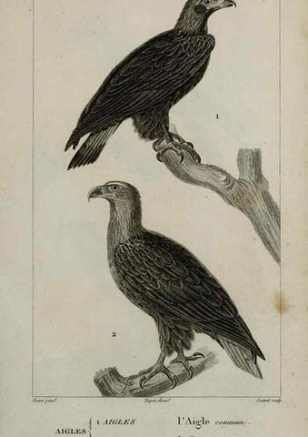 Reproducción/Reproduction 49825828513: Traité d'ornithologie, ou, Tableau méthodique des ordres, sous-ordres, familles, tribus, genres, sous-genres et races d'oiseaux :. Bruxelles :Chez F.G. Levrault ;1831.. 