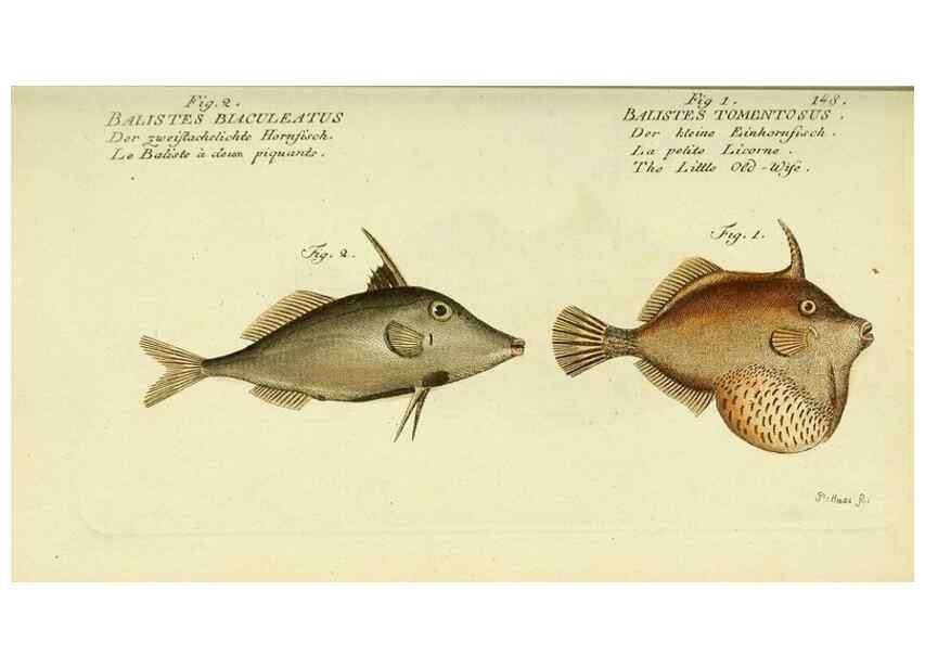 Reproducción/Reproduction 49826293822: D. Marcus Elieser Bloch's, ausübenden Arztes zu Berlin ... Oeconomische Naturgeschichte der Fische Deutschlands .... Berlin :Auf Kosten des Verfassers und in Commission bei dem Buchhändler Hr. Hesse,1782-1795.. 
