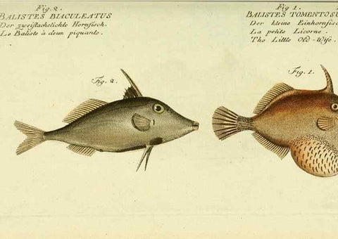 Reproducción/Reproduction 49826293822: D. Marcus Elieser Bloch's, ausübenden Arztes zu Berlin ... Oeconomische Naturgeschichte der Fische Deutschlands .... Berlin :Auf Kosten des Verfassers und in Commission bei dem Buchhändler Hr. Hesse,1782-1795.. 