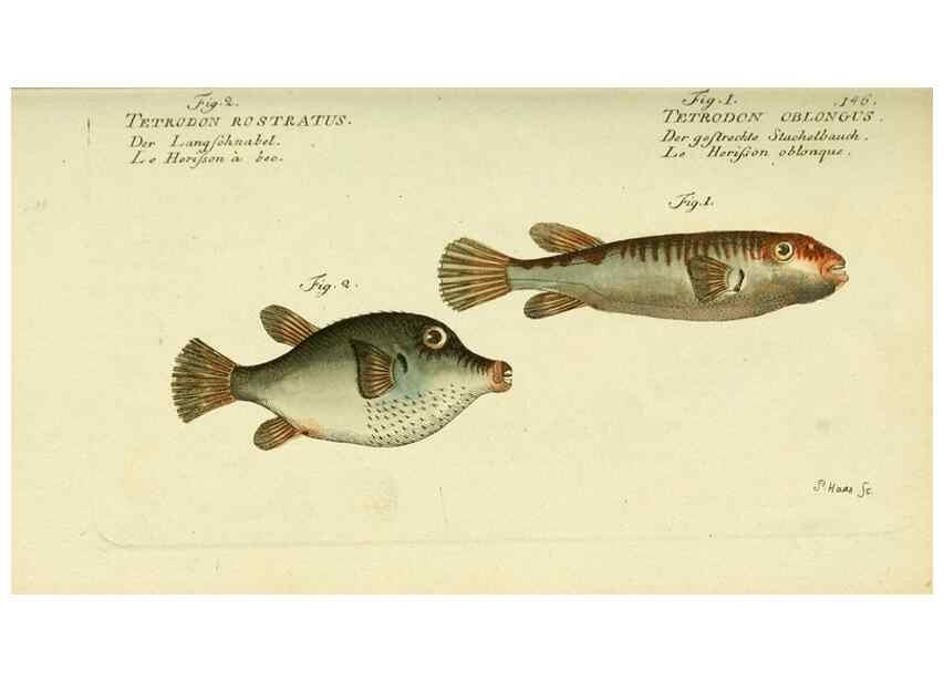 Reproducción/Reproduction 49825442223: D. Marcus Elieser Bloch's, ausübenden Arztes zu Berlin ... Oeconomische Naturgeschichte der Fische Deutschlands .... Berlin :Auf Kosten des Verfassers und in Commission bei dem Buchhändler Hr. Hesse,1782-1795.. 