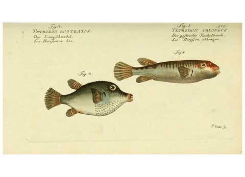Reproducción/Reproduction 49825442223: D. Marcus Elieser Bloch's, ausübenden Arztes zu Berlin ... Oeconomische Naturgeschichte der Fische Deutschlands .... Berlin :Auf Kosten des Verfassers und in Commission bei dem Buchhändler Hr. Hesse,1782-1795.. 