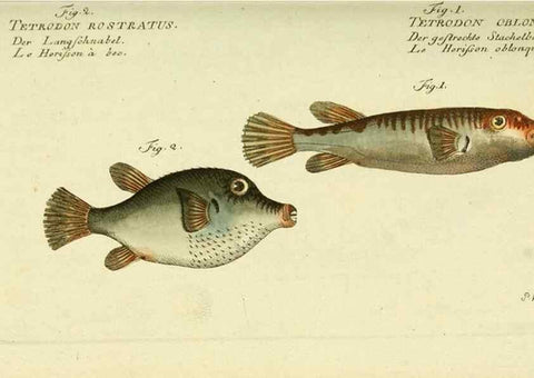 Reproducción/Reproduction 49825442223: D. Marcus Elieser Bloch's, ausübenden Arztes zu Berlin ... Oeconomische Naturgeschichte der Fische Deutschlands .... Berlin :Auf Kosten des Verfassers und in Commission bei dem Buchhändler Hr. Hesse,1782-1795.. 