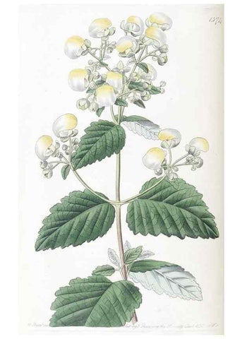 Reproducción/Reproduction 49825344081: Edwards's botanical register.. London :James Ridgway,1829-1847.. 