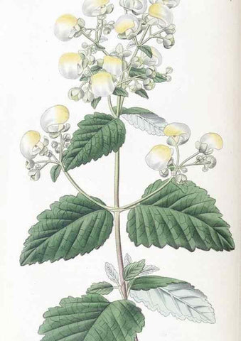 Reproducción/Reproduction 49825344081: Edwards's botanical register.. London :James Ridgway,1829-1847.. 