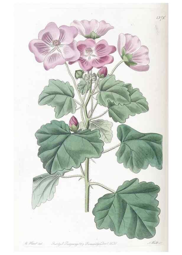 Reproducción/Reproduction 49825665332: Edwards's botanical register.. London :James Ridgway,1829-1847.. 