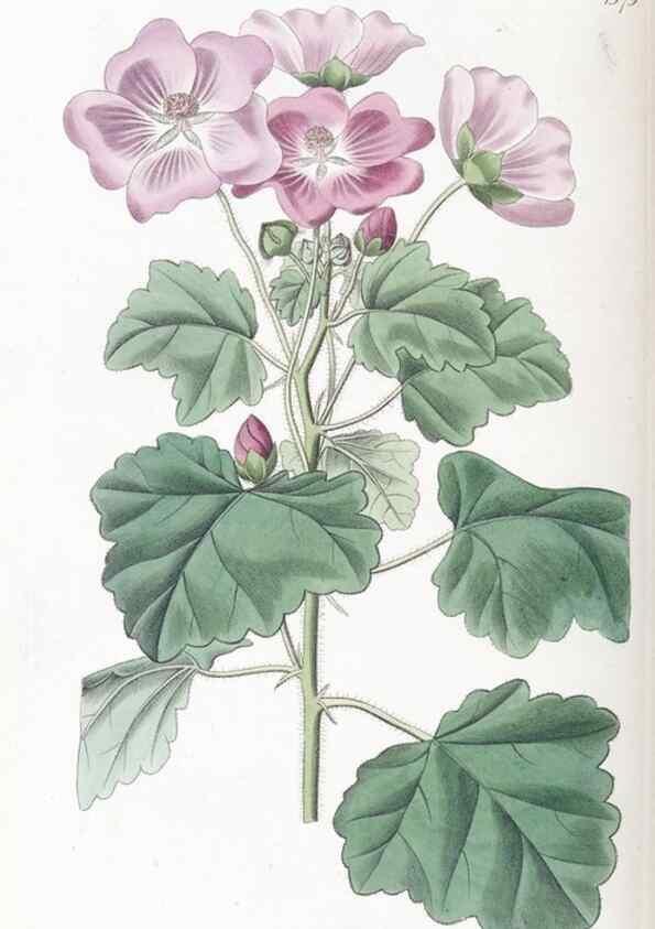 Reproducción/Reproduction 49825665332: Edwards's botanical register.. London :James Ridgway,1829-1847.. 