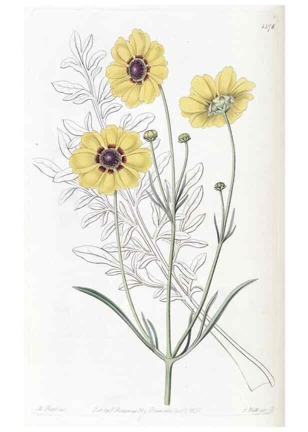 Reproducción/Reproduction 49825665642: Edwards's botanical register.. London :James Ridgway,1829-1847.. 