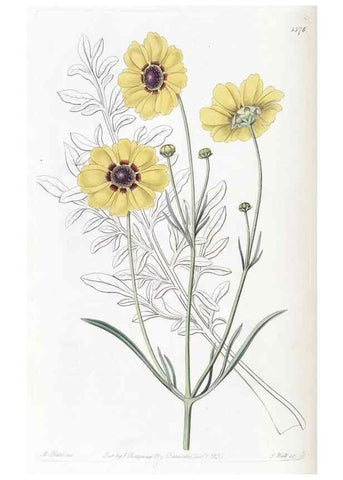 Reproducción/Reproduction 49825665642: Edwards's botanical register.. London :James Ridgway,1829-1847.. 