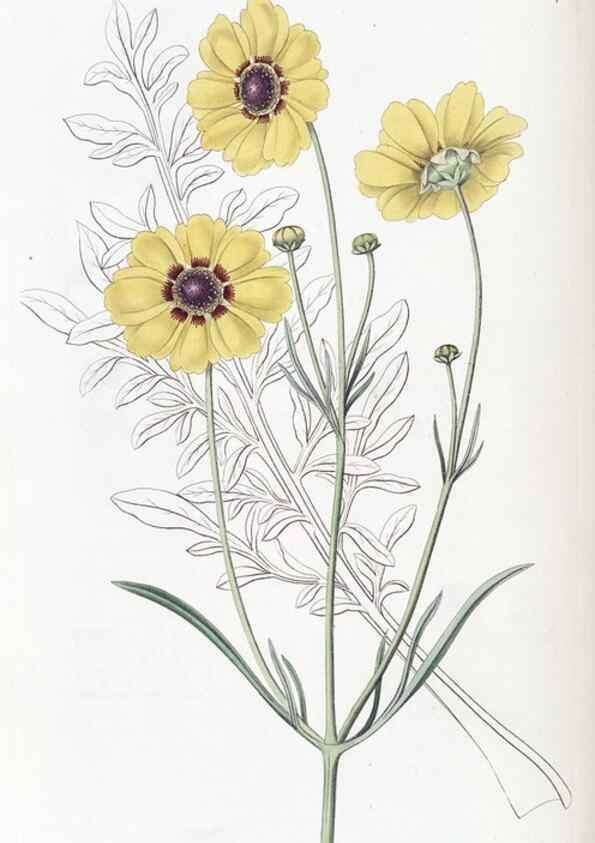 Reproducción/Reproduction 49825665642: Edwards's botanical register.. London :James Ridgway,1829-1847.. 