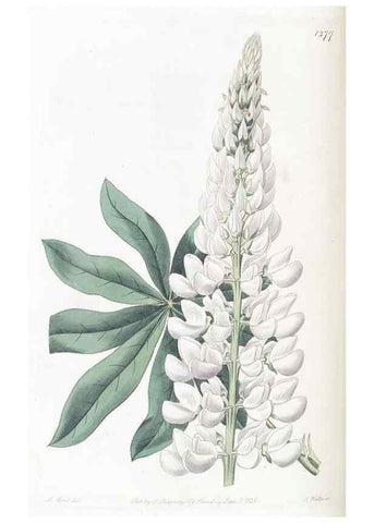 Reproducción/Reproduction 49824812078: Edwards's botanical register.. London :James Ridgway,1829-1847.. 