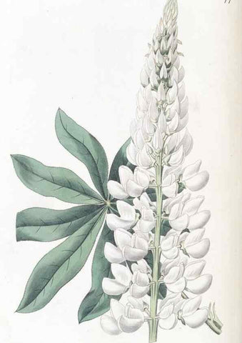 Reproducción/Reproduction 49824812078: Edwards's botanical register.. London :James Ridgway,1829-1847.. 