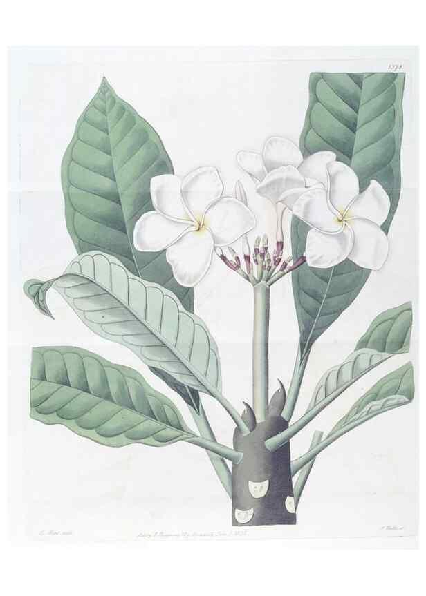 Reproducción/Reproduction 49824812328: Edwards's botanical register.. London :James Ridgway,1829-1847.. 