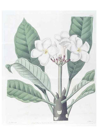 Reproducción/Reproduction 49824812328: Edwards's botanical register.. London :James Ridgway,1829-1847.. 