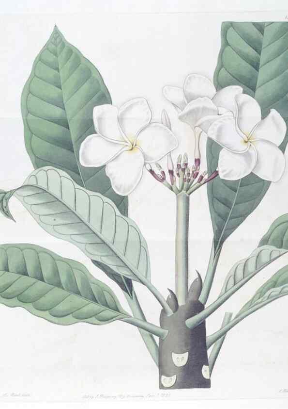 Reproducción/Reproduction 49824812328: Edwards's botanical register.. London :James Ridgway,1829-1847.. 