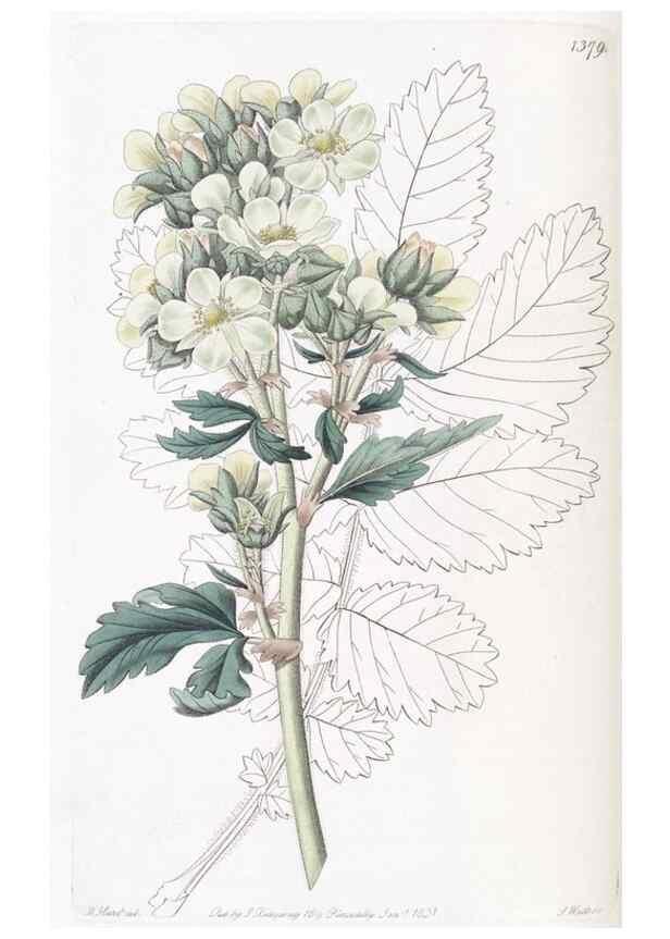 Reproducción/Reproduction 49825666372: Edwards's botanical register.. London :James Ridgway,1829-1847.. 