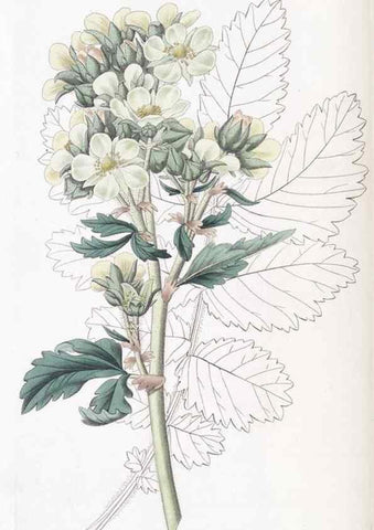 Reproducción/Reproduction 49825666372: Edwards's botanical register.. London :James Ridgway,1829-1847.. 