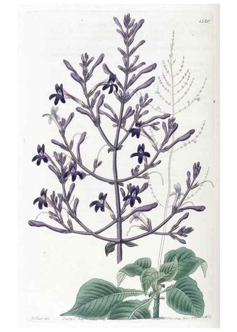 Reproducción/Reproduction 49825345411: Edwards's botanical register.. London :James Ridgway,1829-1847.. 