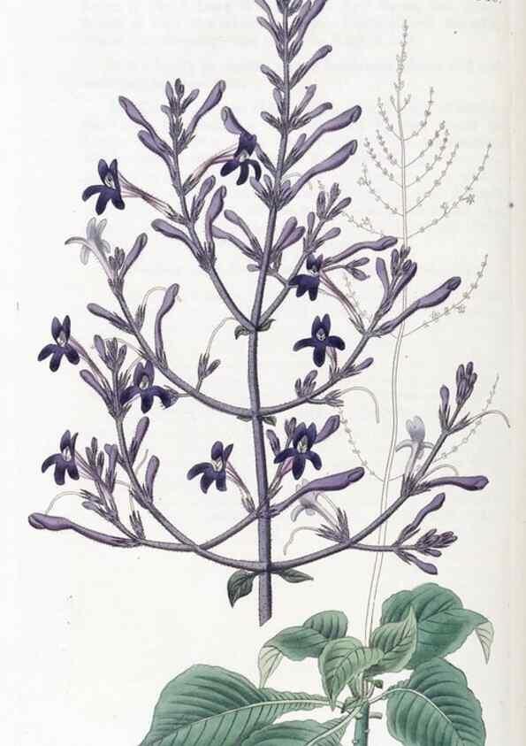 Reproducción/Reproduction 49825345411: Edwards's botanical register.. London :James Ridgway,1829-1847.. 