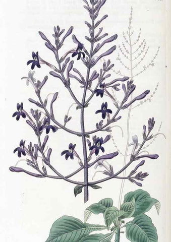 Reproducción/Reproduction 49825345411: Edwards's botanical register.. London :James Ridgway,1829-1847.. 