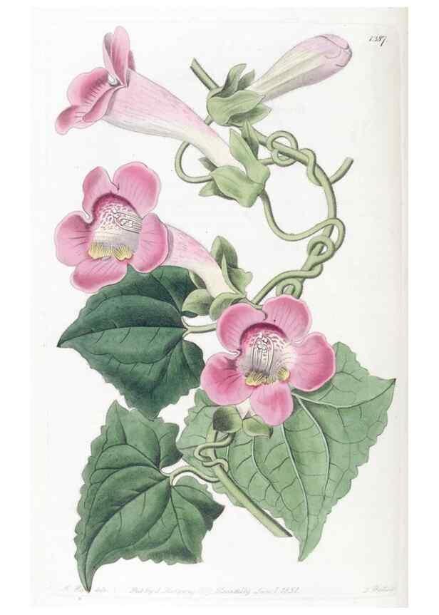 Reproducción/Reproduction 49825666762: Edwards's botanical register.. London :James Ridgway,1829-1847.. 