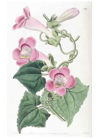 Reproducción/Reproduction 49825666762: Edwards's botanical register.. London :James Ridgway,1829-1847.. 