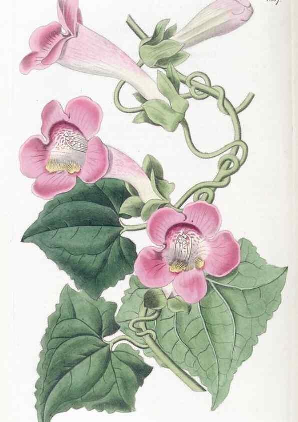 Reproducción/Reproduction 49825666762: Edwards's botanical register.. London :James Ridgway,1829-1847.. 