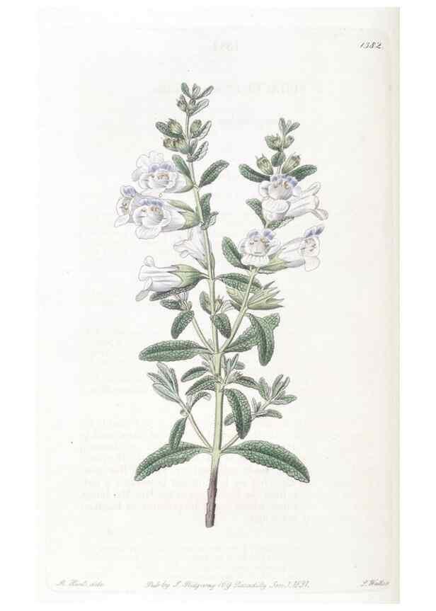 Reproducción/Reproduction 49824813138: Edwards's botanical register.. London :James Ridgway,1829-1847.. 