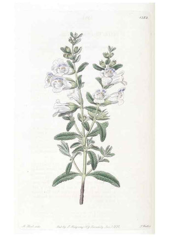 Reproducción/Reproduction 49824813138: Edwards's botanical register.. London :James Ridgway,1829-1847.. 