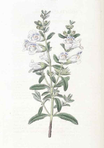 Reproducción/Reproduction 49824813138: Edwards's botanical register.. London :James Ridgway,1829-1847.. 