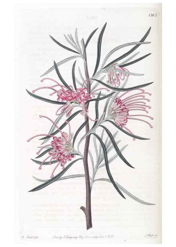 Reproducción/Reproduction 49825667302: Edwards's botanical register.. London :James Ridgway,1829-1847.. 