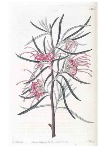 Reproducción/Reproduction 49825667302: Edwards's botanical register.. London :James Ridgway,1829-1847.. 