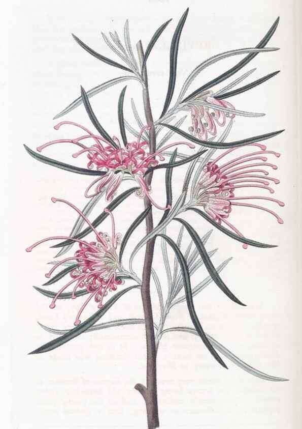 Reproducción/Reproduction 49825667302: Edwards's botanical register.. London :James Ridgway,1829-1847.. 