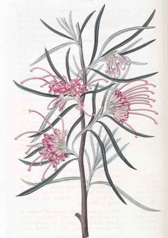 Reproducción/Reproduction 49825667302: Edwards's botanical register.. London :James Ridgway,1829-1847.. 