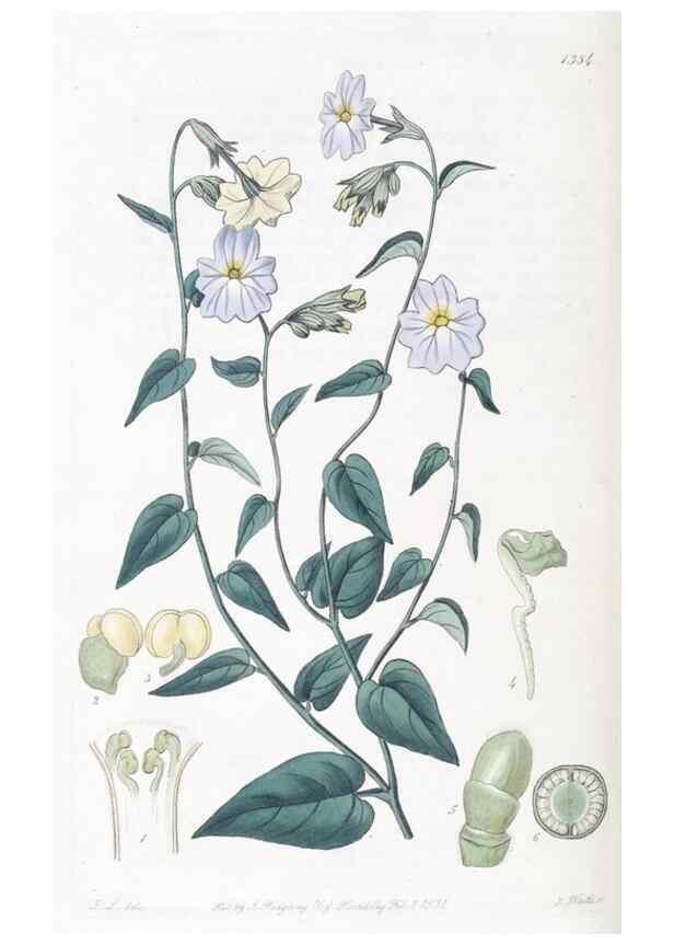 Reproducción/Reproduction 49825667492: Edwards's botanical register.. London :James Ridgway,1829-1847.. 