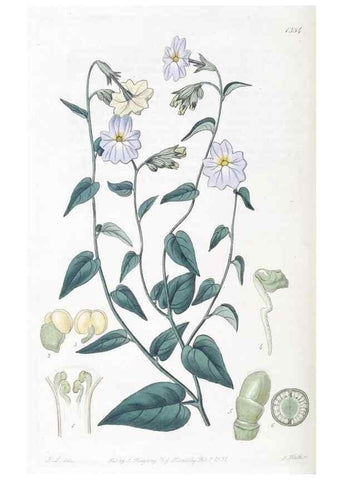 Reproducción/Reproduction 49825667492: Edwards's botanical register.. London :James Ridgway,1829-1847.. 
