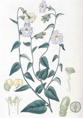 Reproducción/Reproduction 49825667492: Edwards's botanical register.. London :James Ridgway,1829-1847.. 