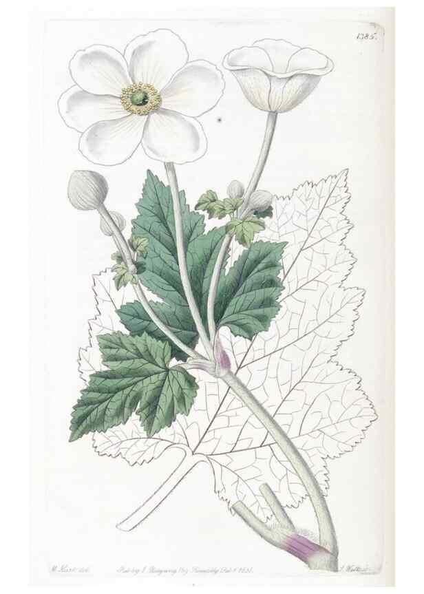 Reproducción/Reproduction 49825667837: Edwards's botanical register.. London :James Ridgway,1829-1847.. 