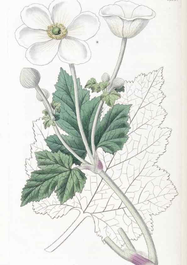 Reproducción/Reproduction 49825667837: Edwards's botanical register.. London :James Ridgway,1829-1847.. 