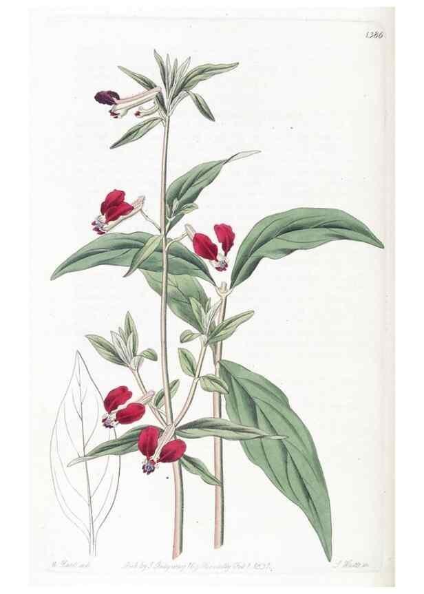Reproducción/Reproduction 49824814203: Edwards's botanical register.. London :James Ridgway,1829-1847.. 