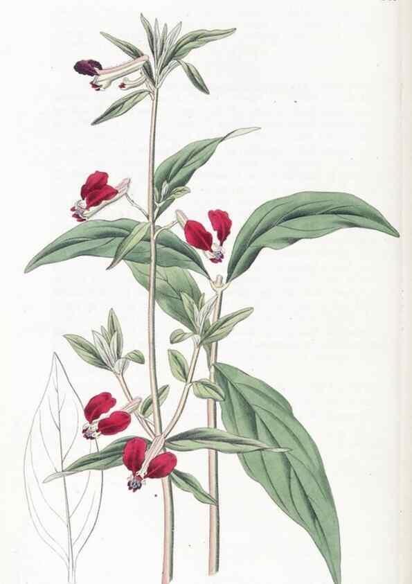 Reproducción/Reproduction 49824814203: Edwards's botanical register.. London :James Ridgway,1829-1847.. 